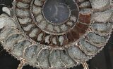 Sliced Speetoniceras Ammonite With Druzy Pyrite #37862-3